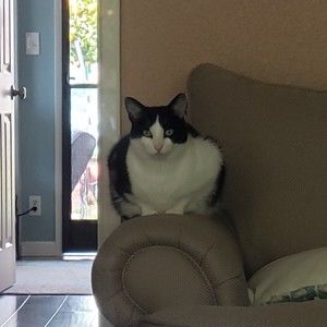 Meet your Posher, Penny